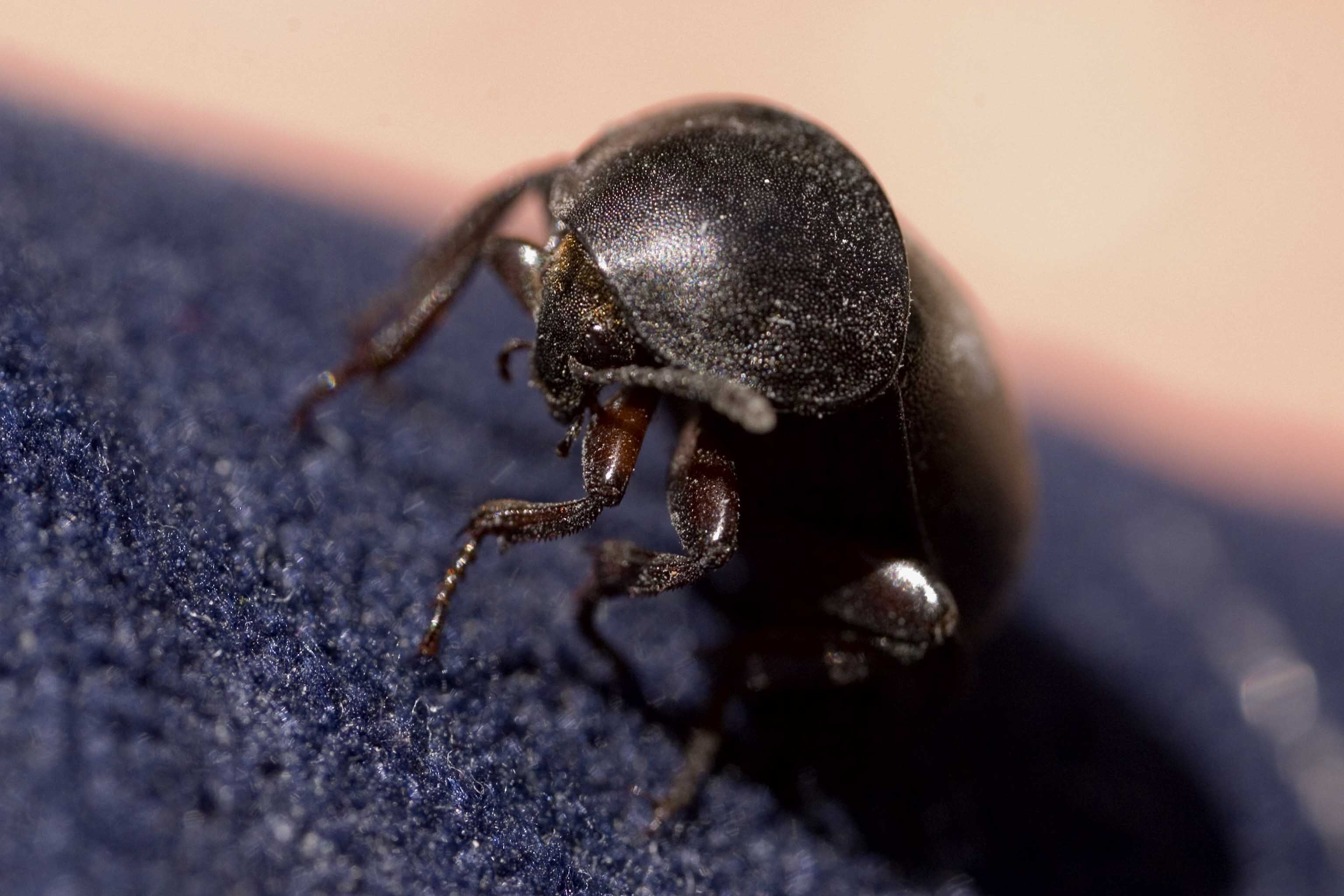 Viva la macrofotografia